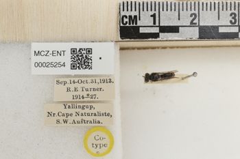 Media type: image;   Entomology 25254 Aspect: labels